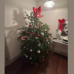 christmas tree removed for £15 as an example of how to dispose of rubbish in reading